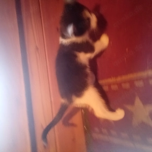 Kätzchen, Mixkätzchen, Katze  Bild 2