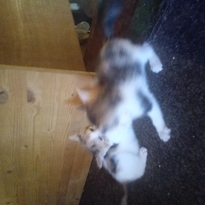 Kätzchen, Mixkätzchen, Katze 
