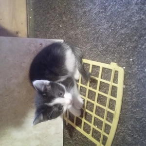 Kätzchen, Mixkätzchen, Katze  Bild 6