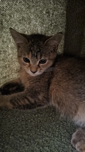 Katzenbaby sucht für immer Zuhause 