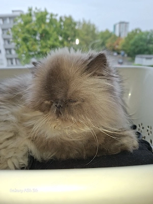 kleine Perser dame sucht ein liebes zuhause 