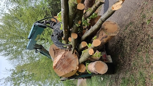 Baumfällungen, Fällung, Durchforstung, Heckenschnitt, Baumschnitt, Windbruch