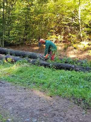 Mulcharbeiten, Mulchen, Mähen, Mäharbeiten, Freischneider Bild 4