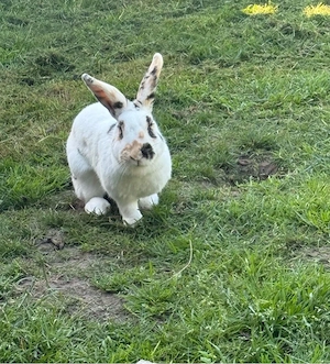 Kaninchen 2 Weibchen