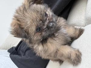 Kleiner Shih-Tzu-Yorkie-Mix sucht ein liebevolles Zuhause