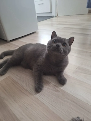 Britisch Kurzhaar Kater BKH 6 Monate 