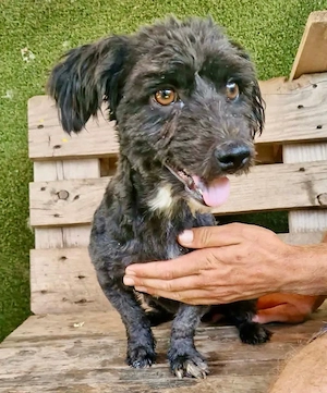 Florin, 5,3 kg kleines Seelchen sucht endlich Liebe