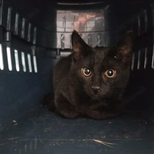 Kitten abzugeben (12 wochen)
