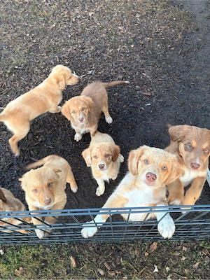 Nova Scotia Duck Tolling Retriever X Australian Shepherd Welpen