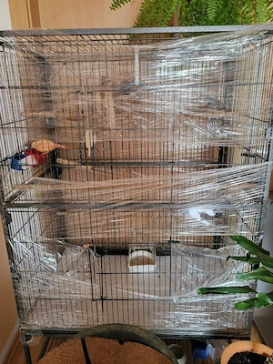 Kanarienvögel  Bild 3