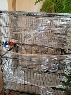 Kanarienvögel  Bild 2