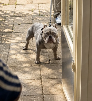 American Exotic Bully Deckrüde - Lox | ABKC-Papiere