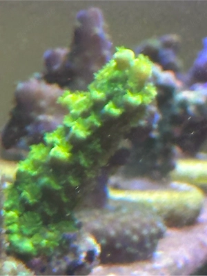 Acropora Enzman Koralle Meerwasser