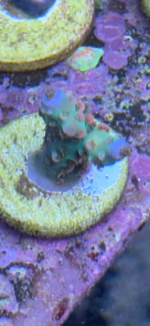 Acropora Strawberry Shortcake Koralle Meerwasser