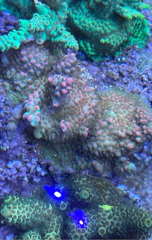 Acropora Strawberry Shortcake Koralle Meerwasser Bild 4