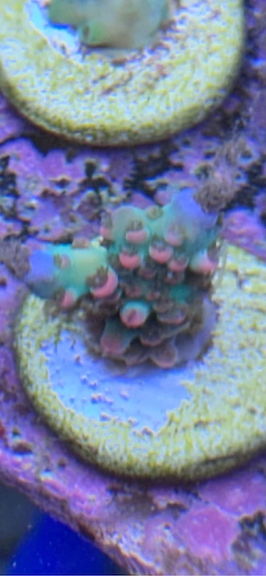 Acropora Strawberry Shortcake Koralle Meerwasser Bild 5