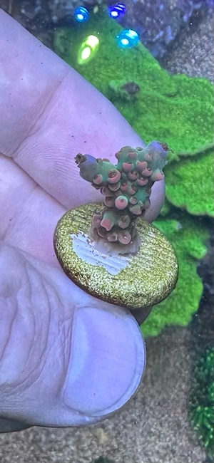 Acropora Strawberry Shortcake Koralle Meerwasser Bild 3