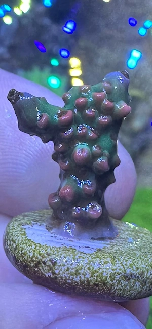 Acropora Strawberry Shortcake Koralle Meerwasser