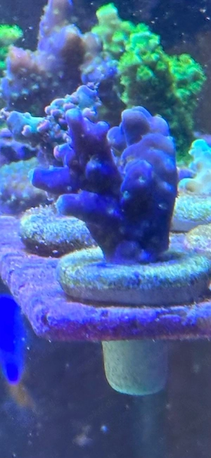 Acropora Sp. Blau Meerwasser Koralle
