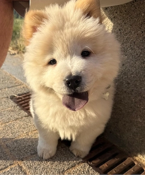 chow chow welpe sucht neues zuhause
