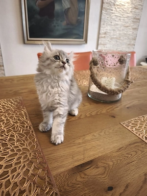  BLH Mix Mädchen 