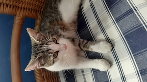 hübsches liebes anhängliches Katzenmädchen