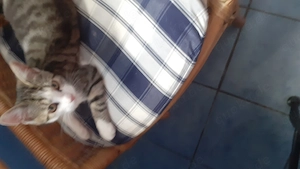 sehr liebe anhängliche und schön gemusterte Katzengeschwister
