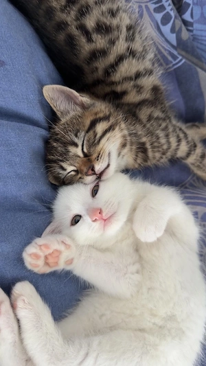 babykatzen abzugeben i