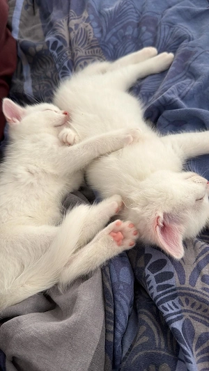 Süße Babykatzen abzugeben   3 Türkisch Angora (weiblich) + 1 Europäisch Kurzhaar (männlich)