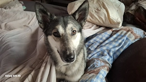Husky Mix 