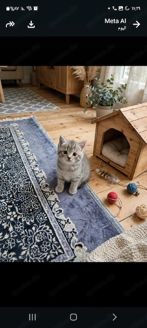BKH Katze 