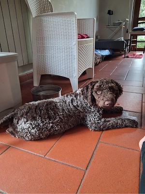 Lagotto Ronagnolo