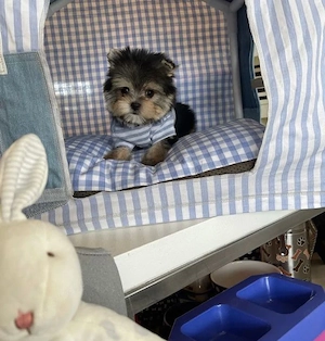 Teacup-Yorkie zu verkaufen
