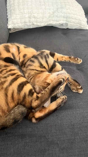 Trächtige Bengal, Katze abzugeben