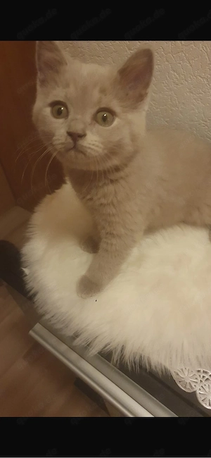 Bkh Kitten Bild 4