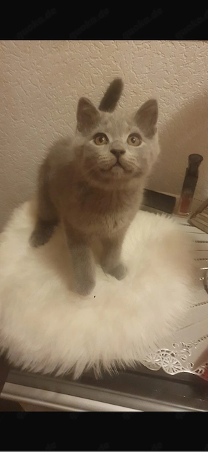Bkh Kitten Bild 5