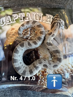 10 Euro Hamm Rabatt!Heterodon nasicus Axanthicconda 100% het Albino Bild 4