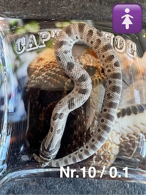 10 Euro Hamm Rabatt!Heterodon nasicus Axanthicconda 100% het Albino Bild 5