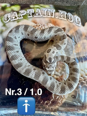 10 Euro Hamm Rabatt!Heterodon nasicus Axanthicconda 100% het Albino Bild 3