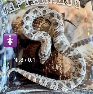 10%Hamm Rabatt!Heterodon nasicus Axanthicconda 100% het Albino