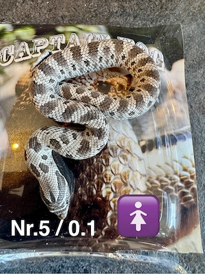 10 Euro Hamm Rabatt!Heterodon nasicus Axanthicconda 100% het Albino