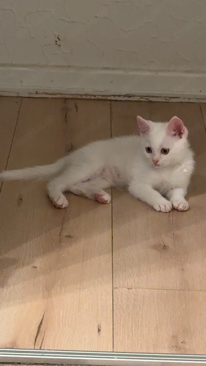 Baby Kitten BKH und Europäsch Kurzhaar