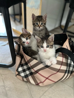    Liebevoll aufgezogene Kitten suchen ihr Für-immer-Zuhause   