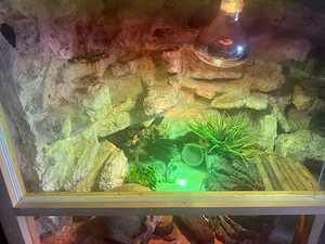 Zwei Terrarien mit Deko und Lampen für z.B Geckos