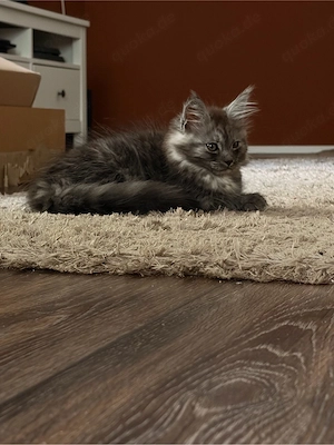    Maine-Coon-Kitten & Mama suchen Zuhause  (zusammen oder getrennt) Bild 5
