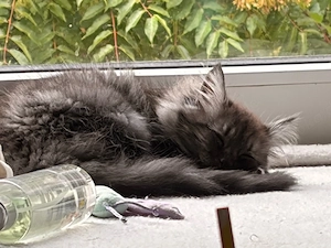    Maine-Coon-Kitten & Mama suchen Zuhause  (zusammen oder getrennt) Bild 3