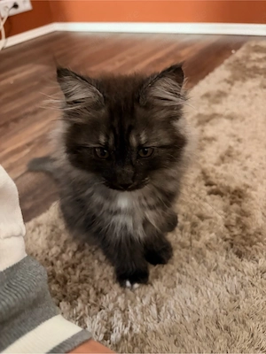    Maine-Coon-Kitten & Mama suchen Zuhause  (zusammen oder getrennt)