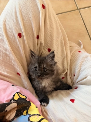    Maine-Coon-Kitten & Mama suchen Zuhause  (zusammen oder getrennt)