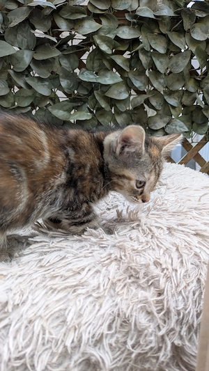 Junge Kitten suchen ein neues Zuhause