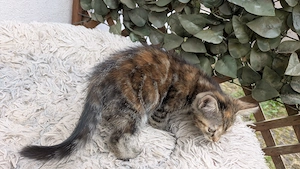 Junge Kitten suchen ein neues Zuhause